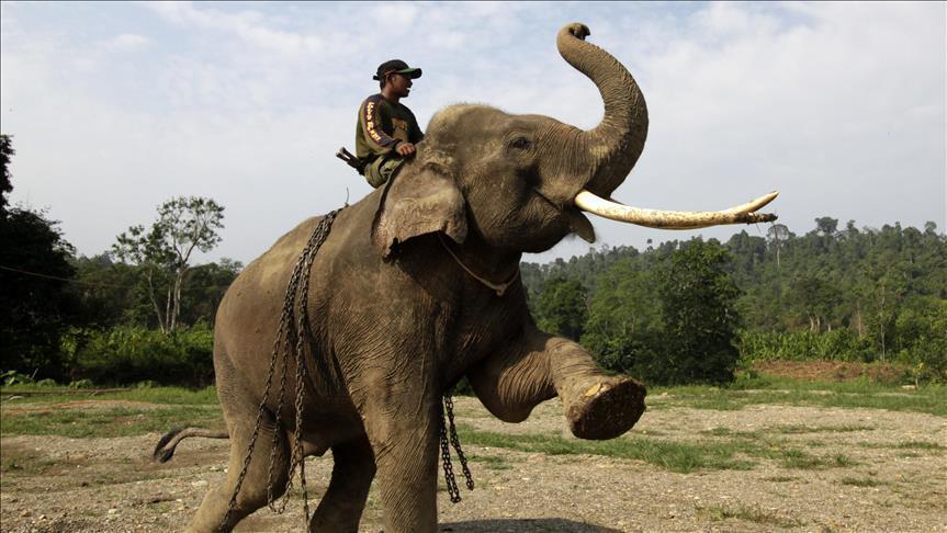 Un éléphant "rebelle" tue 14 personnes en Inde