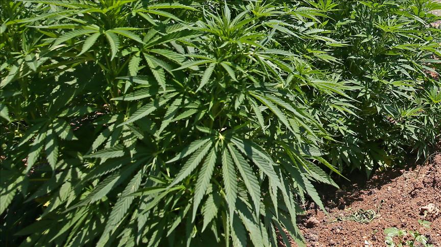 Colombia regula técnicamente el uso médico y científico del cannabis
