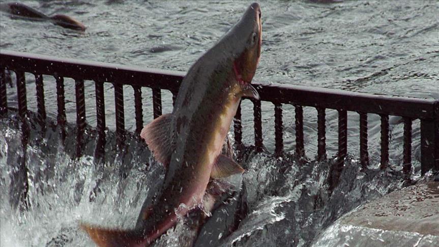 Canadians used as ‘guinea pigs’ with GM salmon
