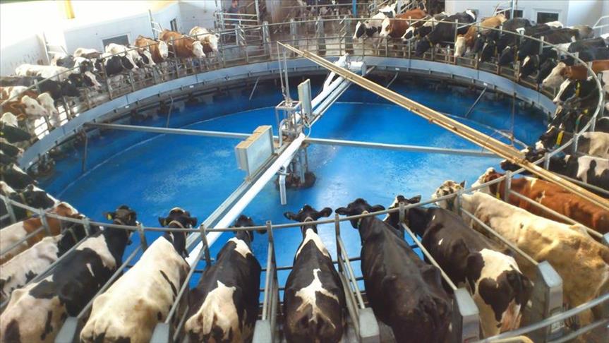 Bićo: Zbog suše u FBiH prepolovljena proizvodnja mlijeka
