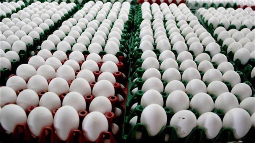 Evropska unija: Kontaminirana jaja distribuirana u 17 zemalja