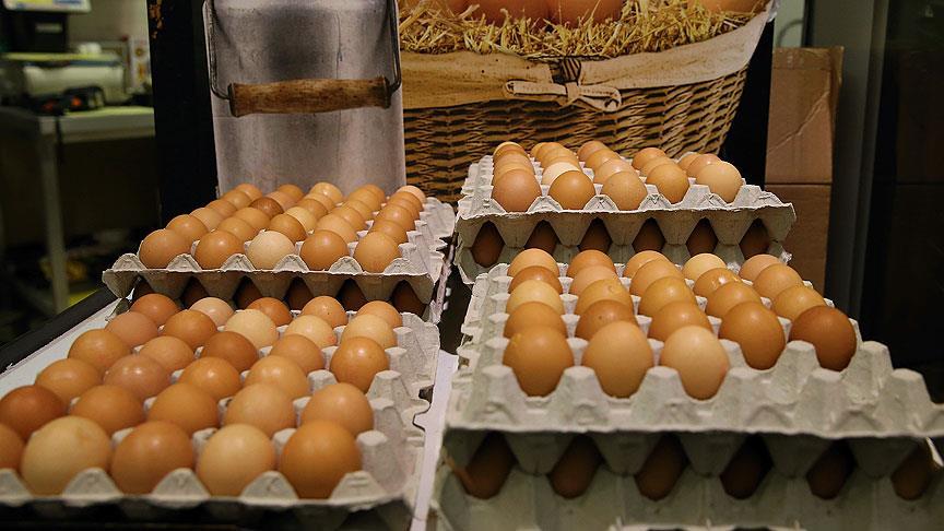 Danimarka'da 20 ton böcek ilaçlı yumurta piyasaya sürülmüş