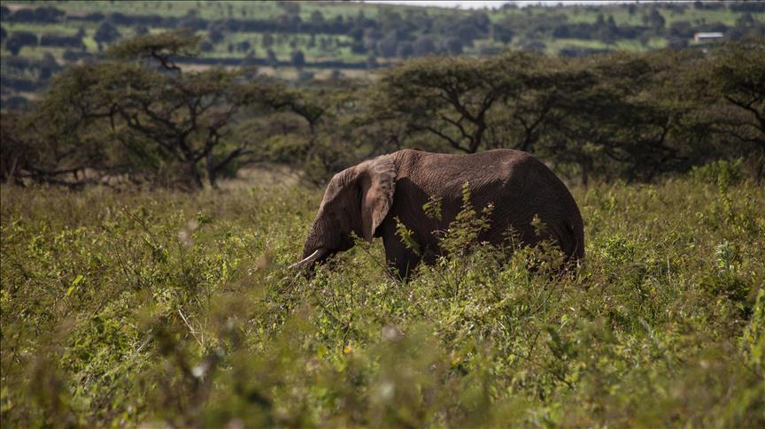 Afrika: Slon usmrtio argentinskog lovca