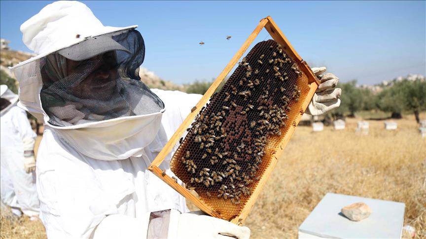 Los abejorros están en peligro de extinción