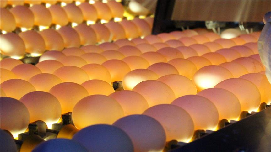 France to publish list of tainted-egg products 