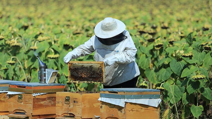 Пчеловоды Турции ждут богатый урожай меда 
