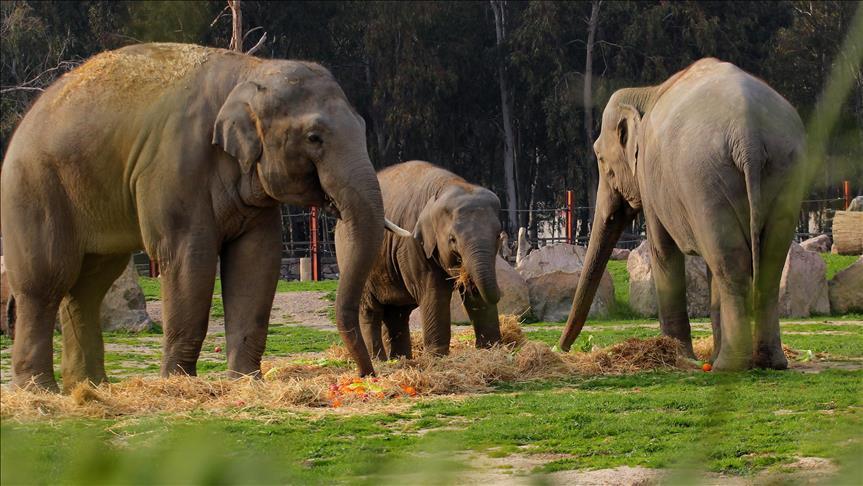Cameroun : Des lampes-torches pour éloigner les éléphants des villages