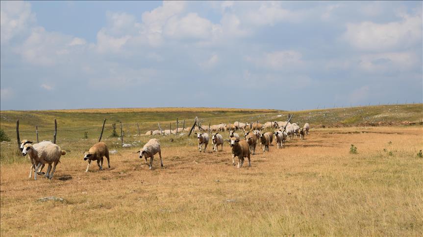 Suša i nestašica vode na Pešteru: Ugrožena stada ovaca, stanovnici razmišljaju o napuštanju sela 