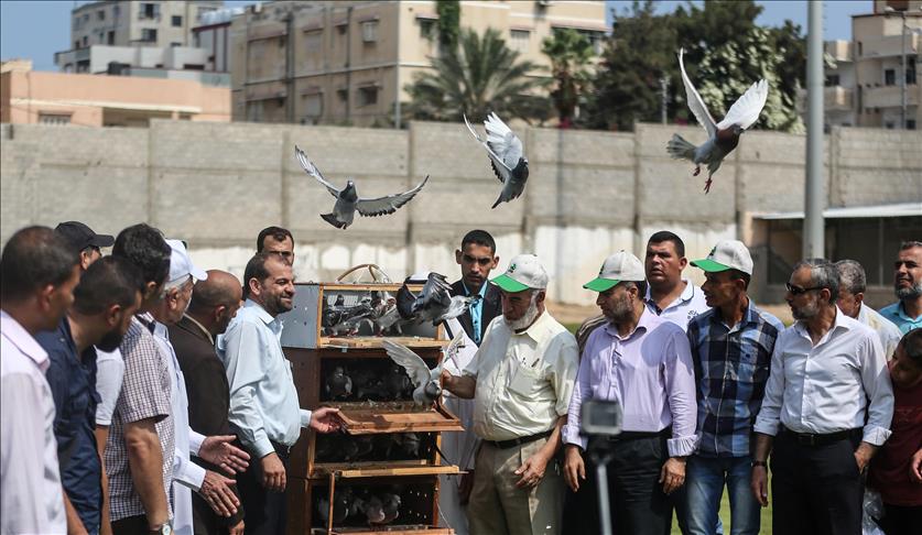 Blockaded Gaza Strip hosts first-ever pigeon race
