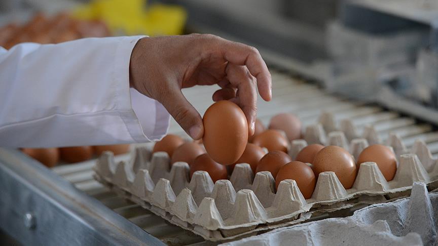 South Korea apologizes over tainted egg scandal