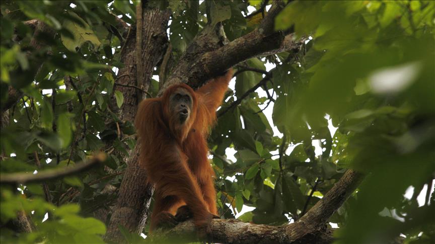 dia mundial del orangutan
