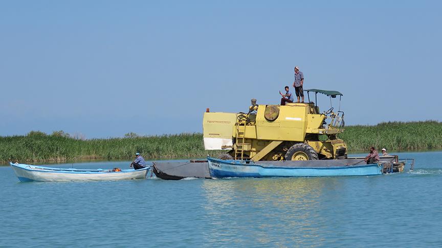 Hasat için biçerdöverini gölde 'yüzdürdü'