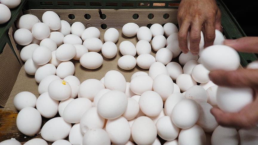 Hongrie: Retrait de tous les œufs frais du marché 