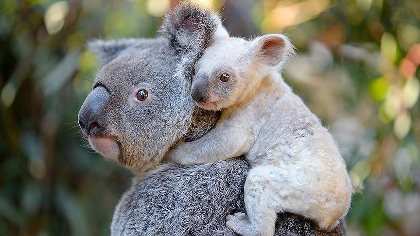 Australie : A la recherche d’un nom pour un rarissime koala blanc