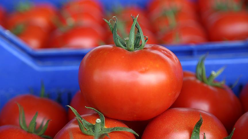 صادرات گوجه فرنگی آنتالیای ترکیه به 46 کشور جهان