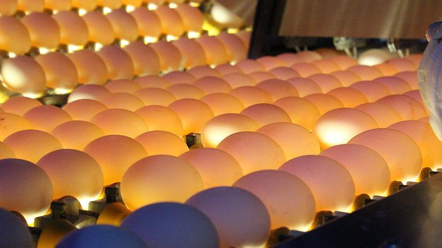 Turkish eggs 'clear of pesticide' at center of scare