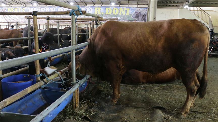 Mal Hewan Kurban tawarkan sapi premium hingga Rp 250 juta