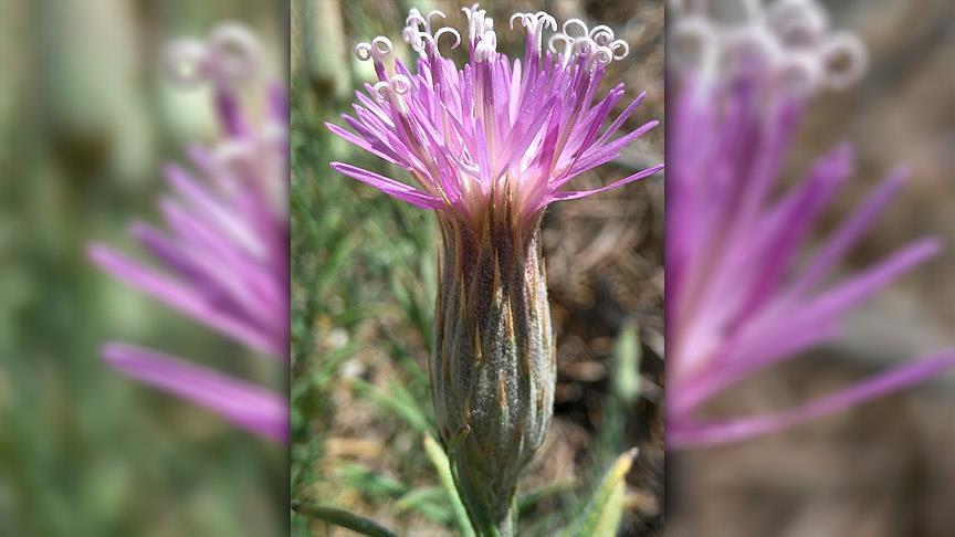 شکفتن گل‌ها در بیابان آتاکاما خشک‌ترین نقطه جهان