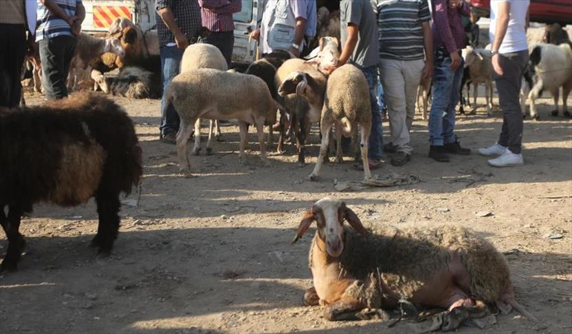 حركة نشطة في سوق "نابلس" لبيع الأضاحي قبيل العيد (تقرير)