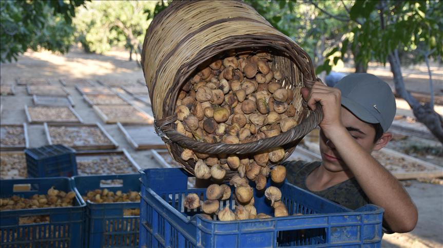 Инжир турция Инжир турция