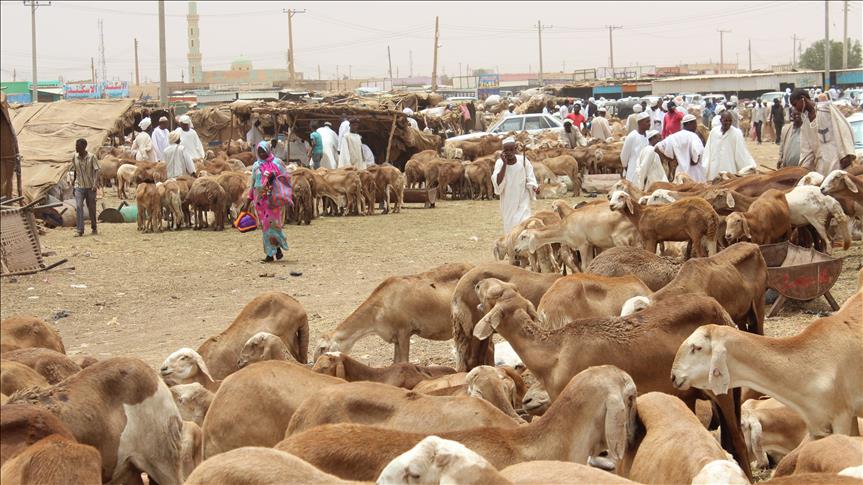 Sudan'da Kurban Bayramı hareketliliği başladı