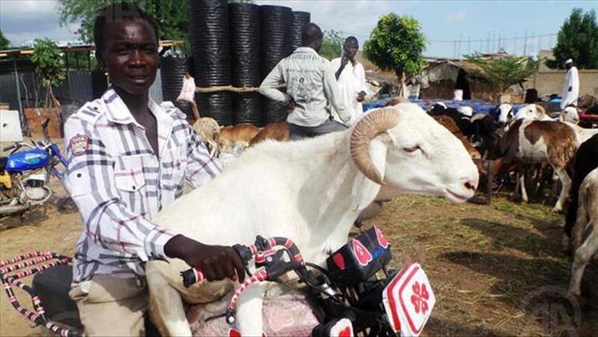 Tabaski: Au Niger, le mouton est roi, mais pas pour longtemps