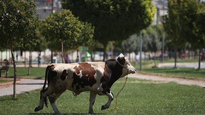 Zabiteyan xwe li ber gayê qurbanî negirt