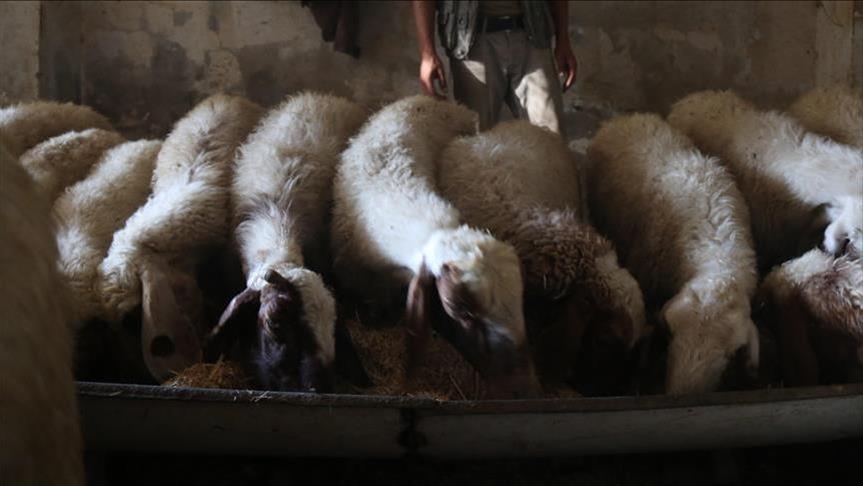 Au Sénégal, la marraine a le droit à son propre mouton !