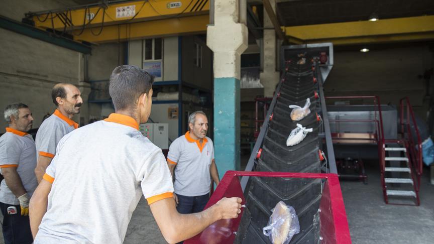 Poşetiyle çöpe atılan ekmekleri hayvan yemi yapıyor