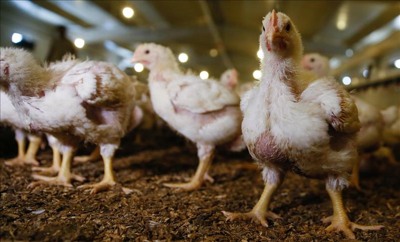 Argentina desarrolla su primera vacuna aviar