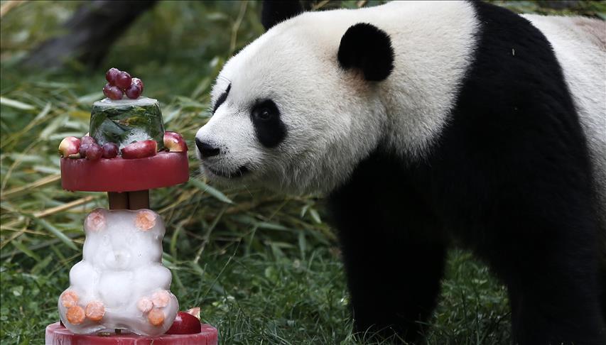 Madridski zoološki vrt proslavio prvi rođendan pande Chulina