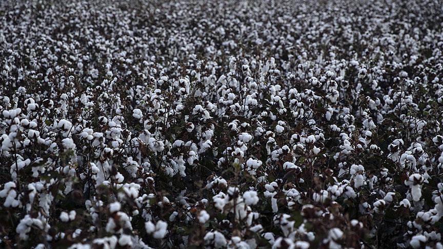 Çukurova'da pamuk eski günlerine dönüyor 