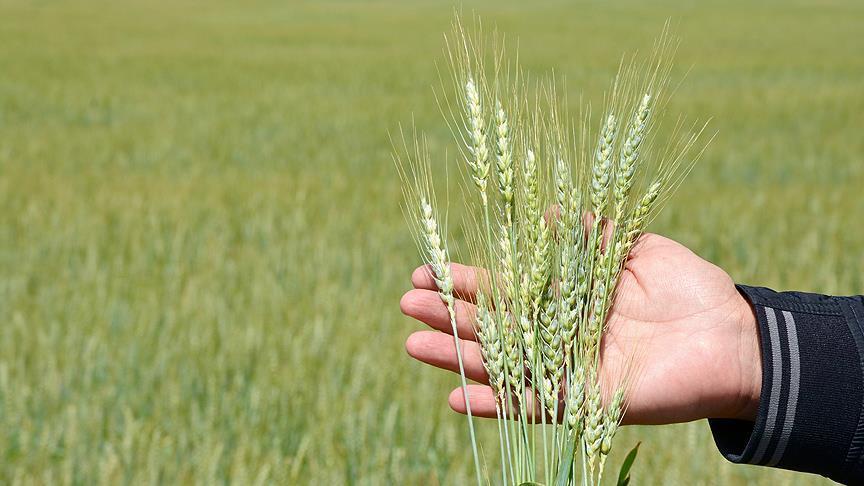 FAO : production mondiale record de céréales, 2611 millions de tonnes