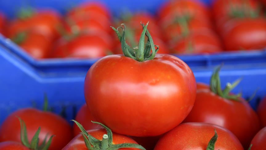 Rus heyet domates ihracatını görüşmeye geliyor