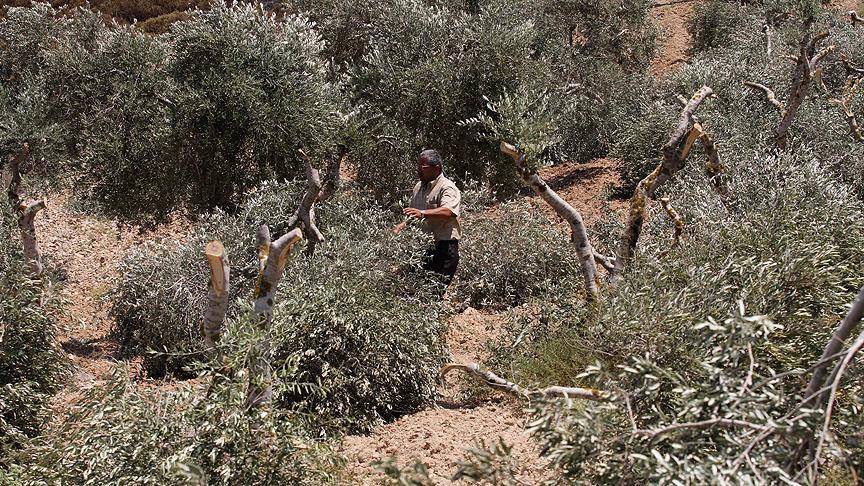 Израелските доселеници исекоа 27 маслинови стебла, сопственост на Палестинци