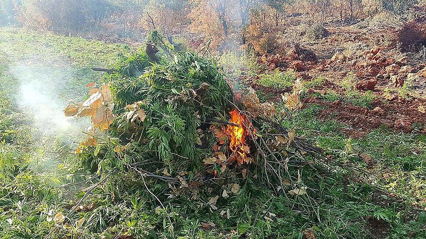 280 kilogram esrar 99 bin 572 kök Hint keneviri ele geçirildi