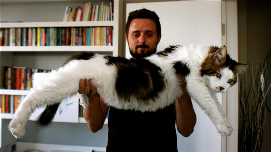 Турција: Мачор тежок 7,5 килограми нема проблеми со дебелината