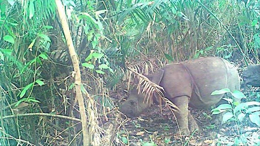 Empat anak Badak Jawa peroleh nama
