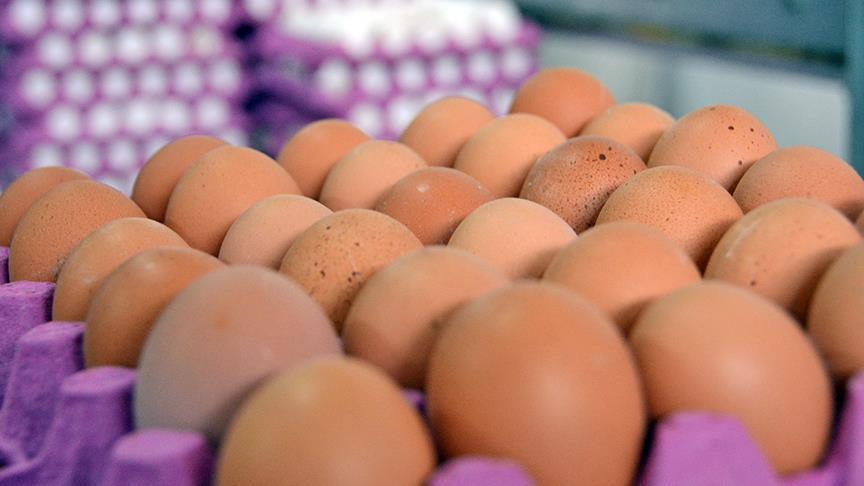 EU eyes new food safety measures after egg scandal