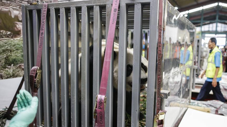 Çin’in diplomat pandaları Endonezya’da