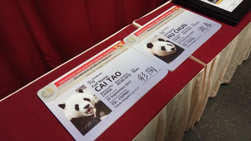 Sepasang Giant Panda Tiongkok tiba di Indonesia