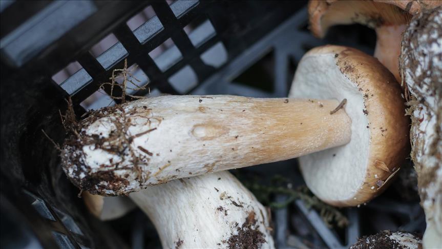 Sezona šumskih gljiva u BiH nikad bolja: Zadovoljni i berači i otkupljivači