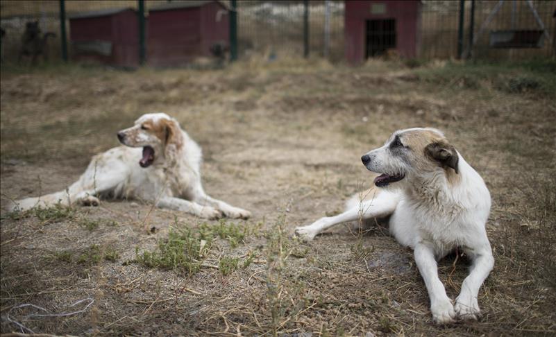 Турција: Брачен пар вдомува повеќе од 450 кучиња