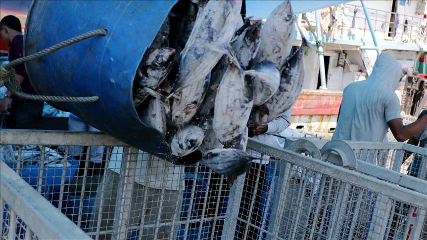 KKP temukan ikan impor ilegal dengan pengawet berbahaya