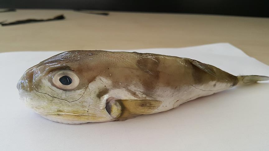 أكاديمي تركي: أسماك البحر الأحمر تستوطن المتوسط