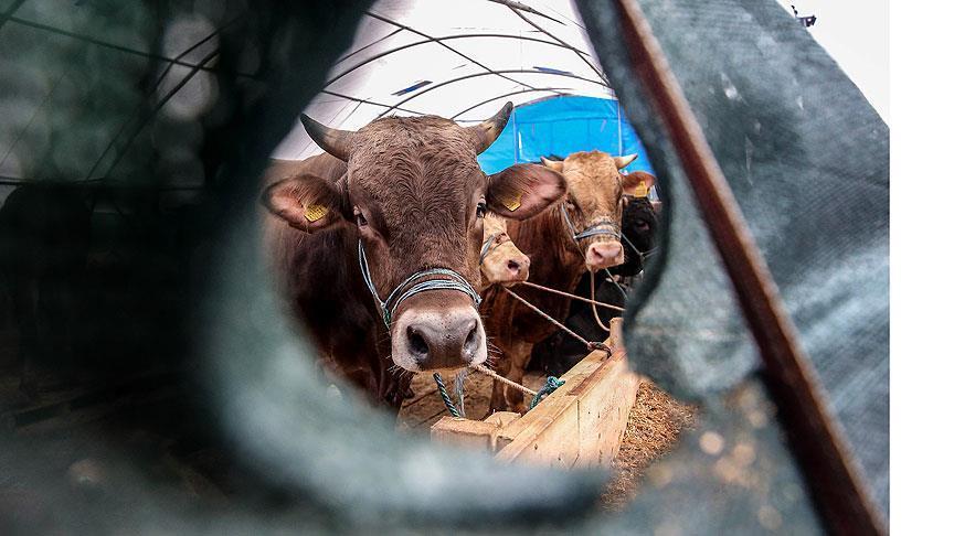 Novi Zeland: Zbog zarazne bolesti bit će uništeno 4.000 goveda
