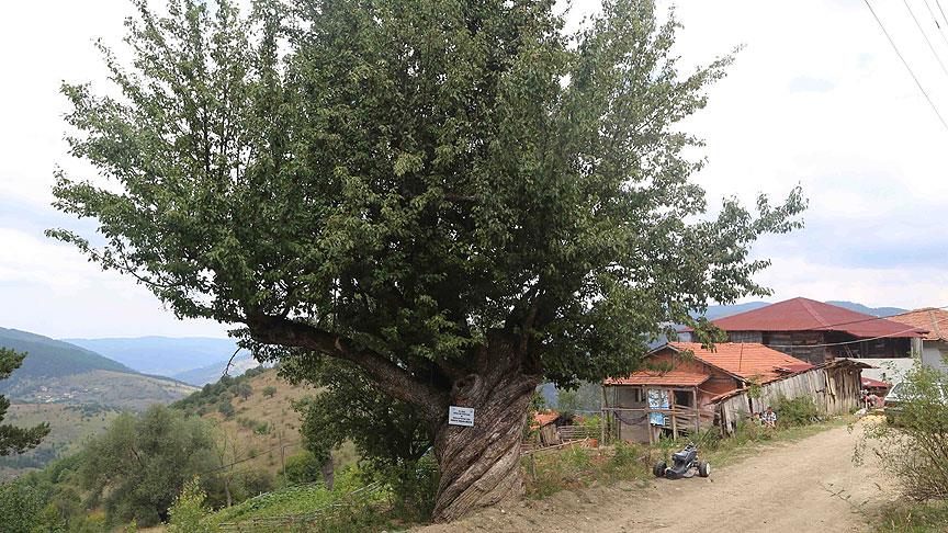 200 yaşındaki 'burgulu' armut ağacı ilgi çekiyor