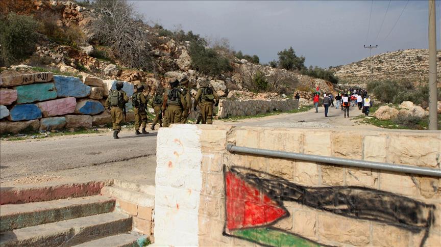 Cisjordanie: Des colons israéliens volent la production de 300 oliviers à Naplouse