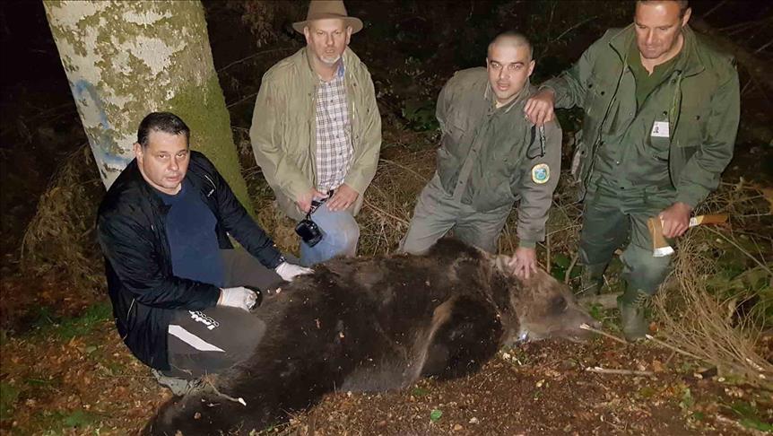 Crna Gora: Markiran jedan od najvećih mrkih medvjeda na Balkanu