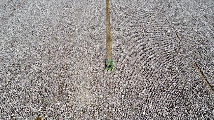 Çukurova'da pamuk işçiliği mazide kalıyor